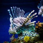 National Aquarium