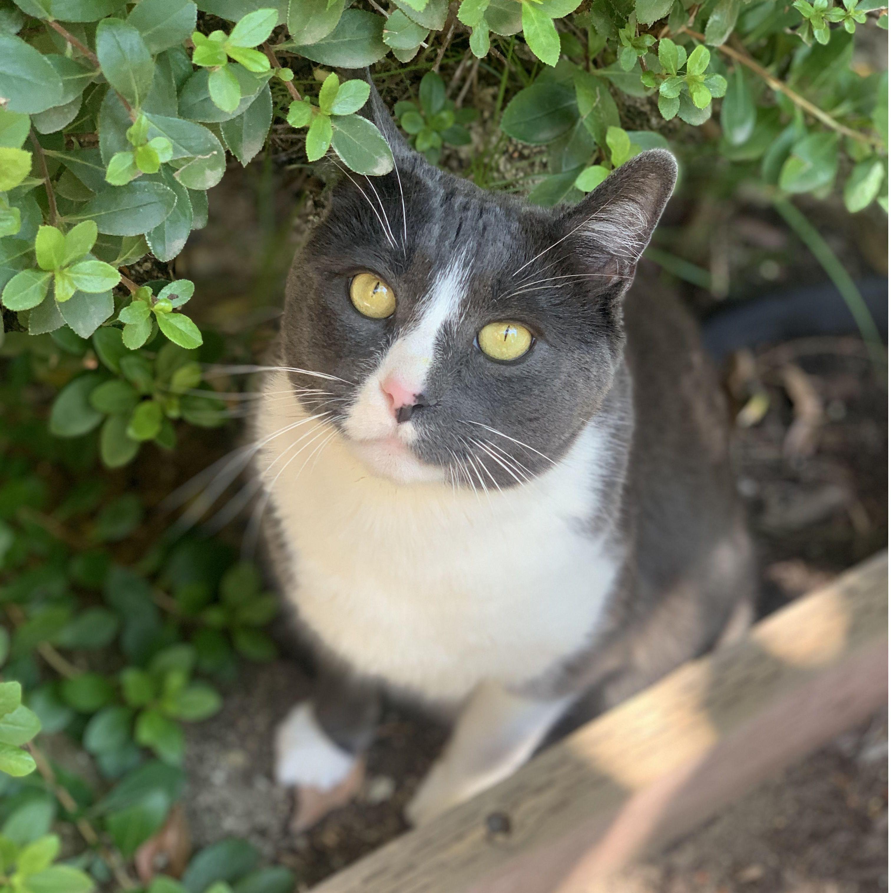 Our fiesty Peter kitty