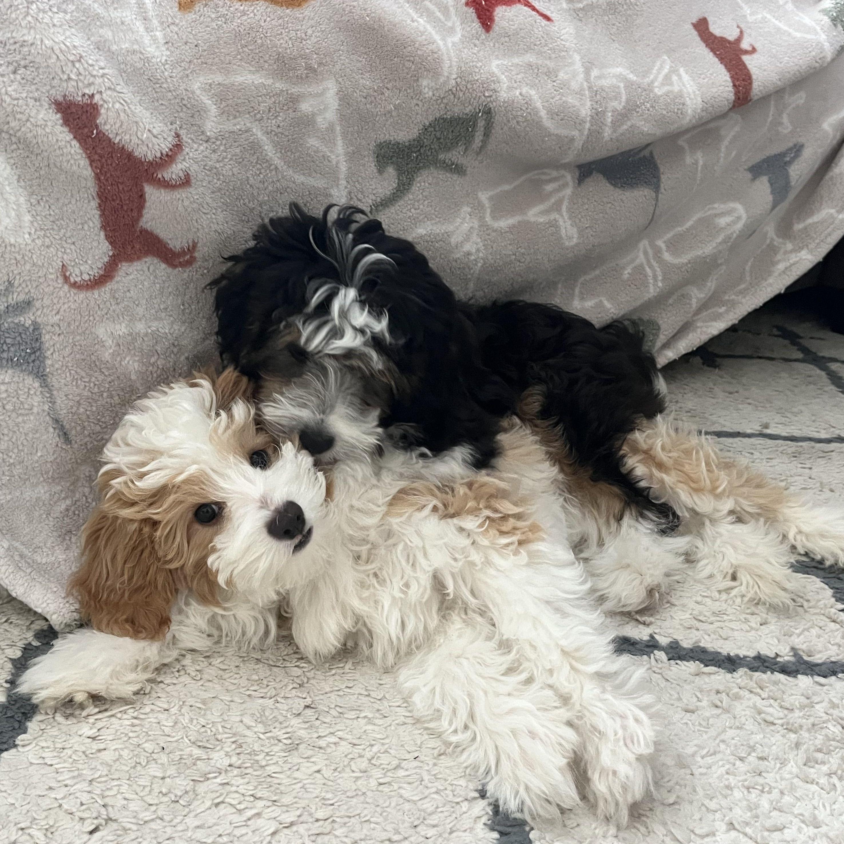 The best decision we ever made was taking home these two angel babies!!! We have so much love for our Oliver & Penelope