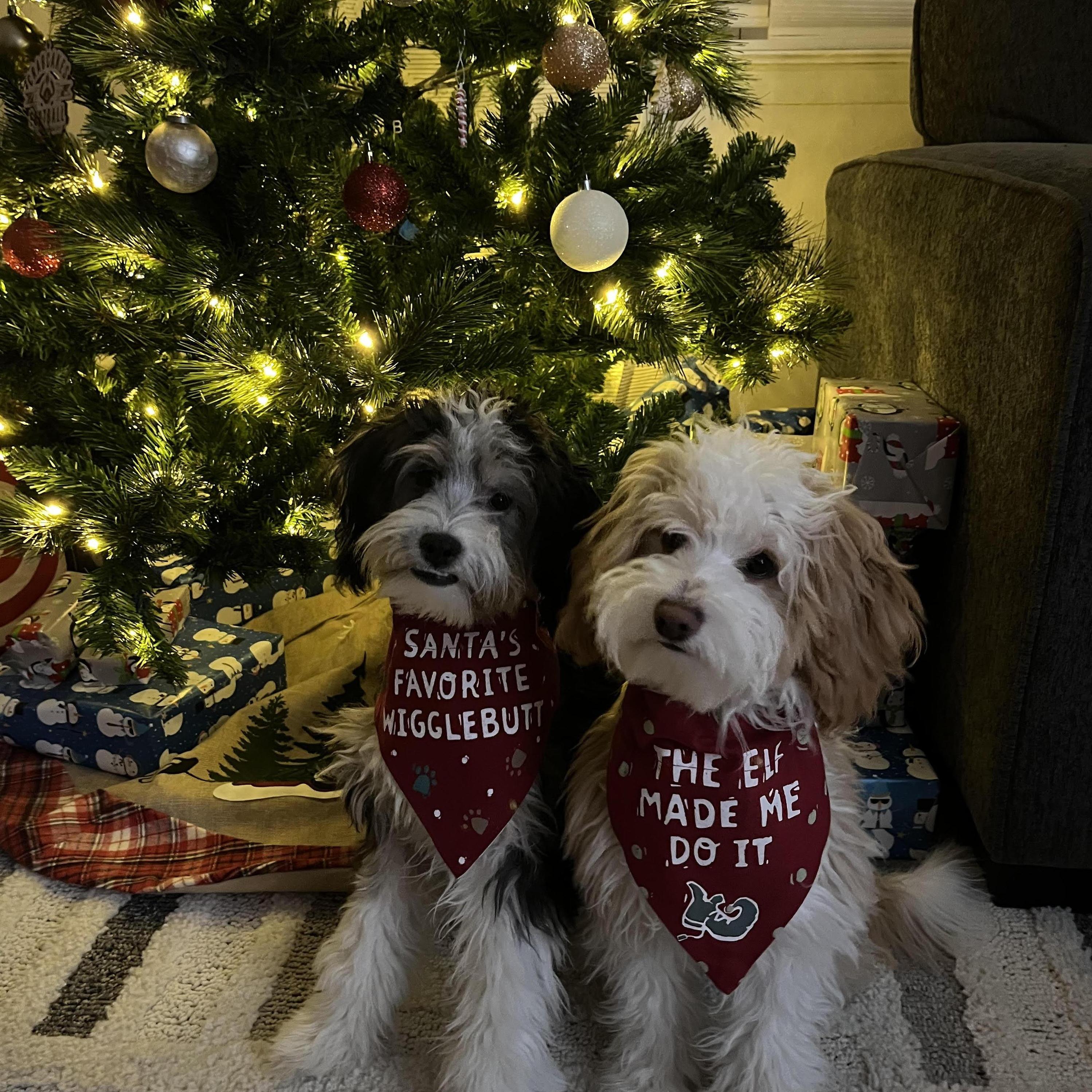 The cutest Christmas pups in their gift from Aunt Becca
