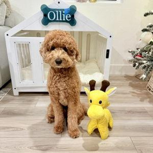 Our Funds for Ollie's Furry Sibling to Come