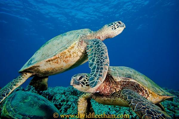 Molokini scuba and snorkel trip for 2