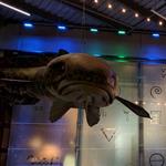Great Lakes Aquarium