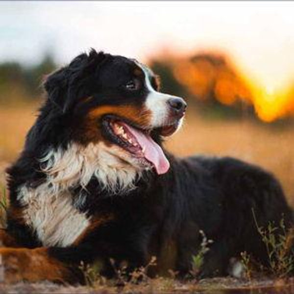 Big Dog Fund