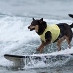 Learn to Surf (or just rent a board!)