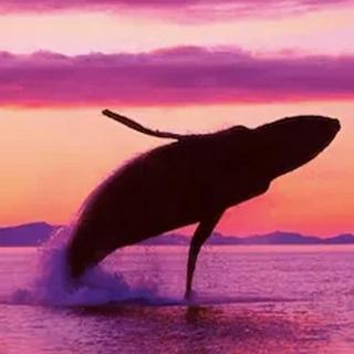 Whale Watching & El Limon Waterfall for 2 - Dominican Republic