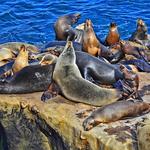 Seal Rock