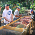 Finca La Esperanza Coffee Tour