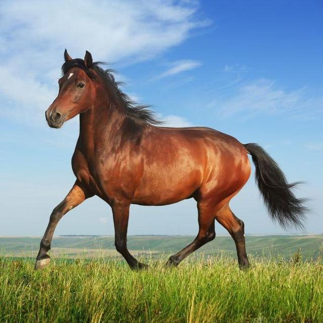 Pony Fund