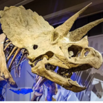 Museum of Science