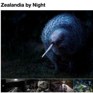 Night tour of Zealandia Nature Reserve