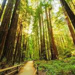 Muir Woods National Monument