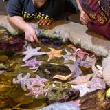 Santa Barbara Museum of Natural History Sea Center