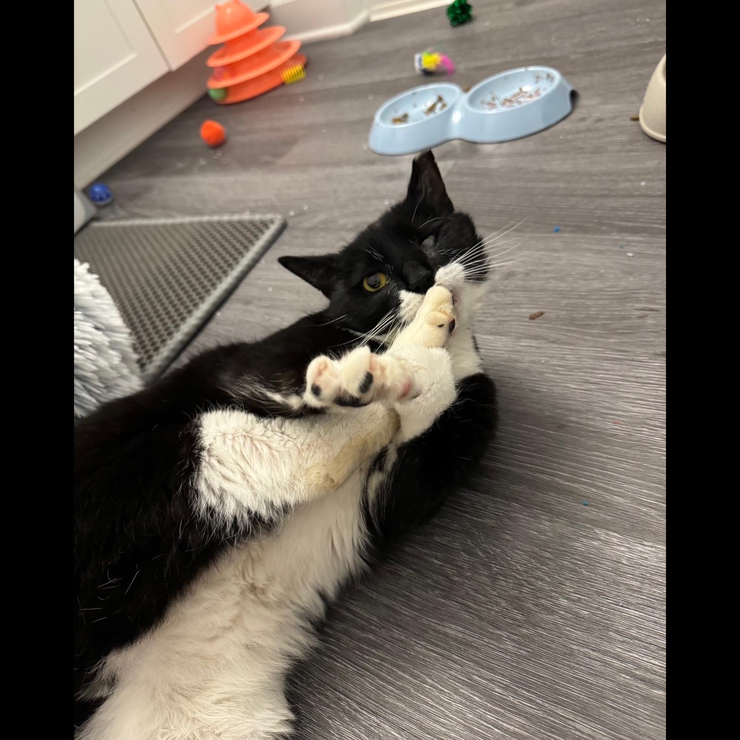 Bruce is a stray cat that Krista took in. Unfortunately he has FIV and FeLV so he can’t be around the other cats. He’s very silly and loves hanging out with Krista when she’s being a therapist.