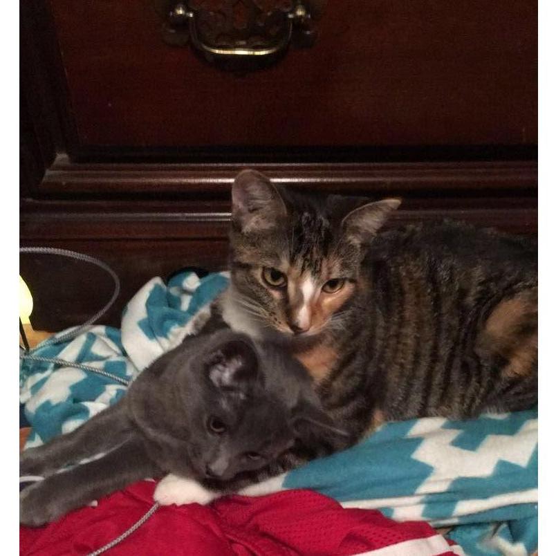 Then we had this idea to adopt cats! 2016