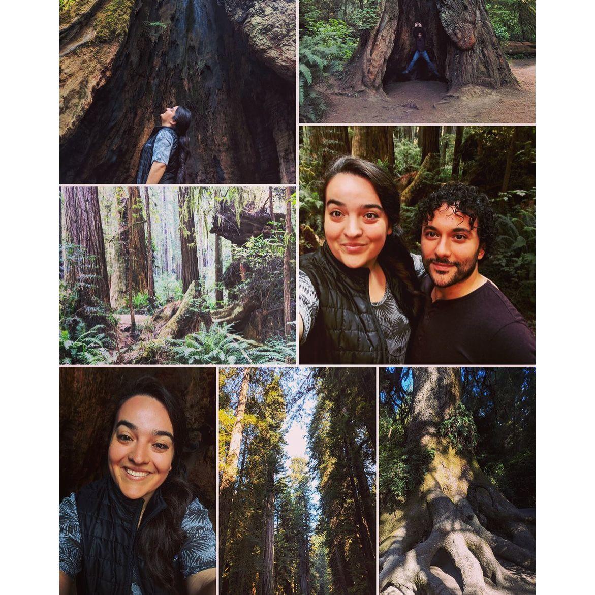 Redwood Forest California, 2018