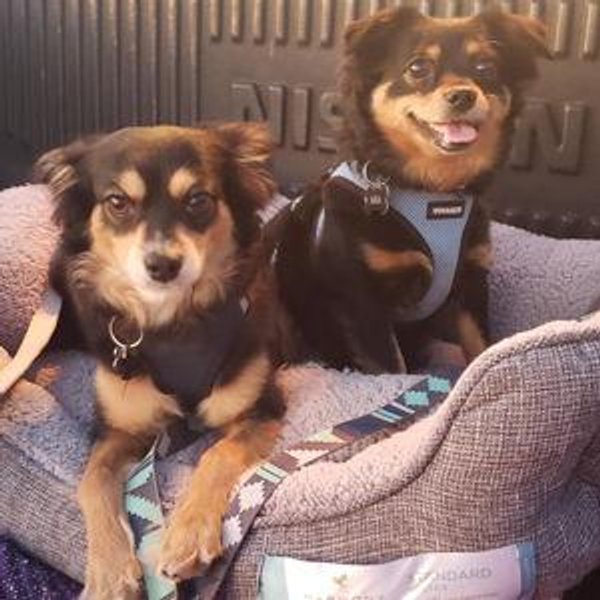 Buster & Mia's Paw-sperity Fund