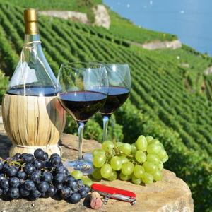 Winery Tour in Italy