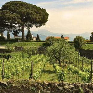 Naples Wine Tour: Honeymoon Excursion