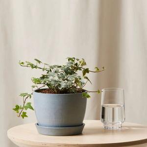 English Ivy