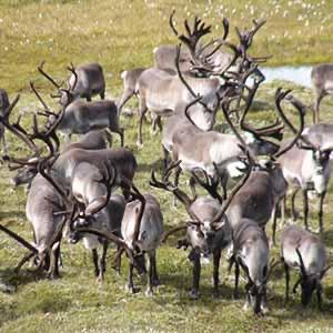 WILD REINDEER EXPERIENCE