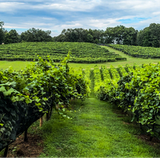 Engelheim Vineyards