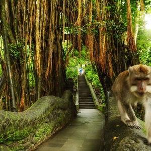 Ubud Monkey Sanctuary Tour