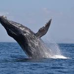 Avistamiento de Ballenas