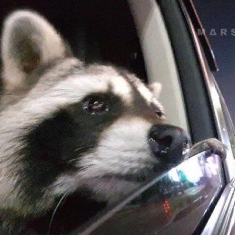 Actual photo of Abigail and Jared feeling emotional in an uber driving past the monuments at night