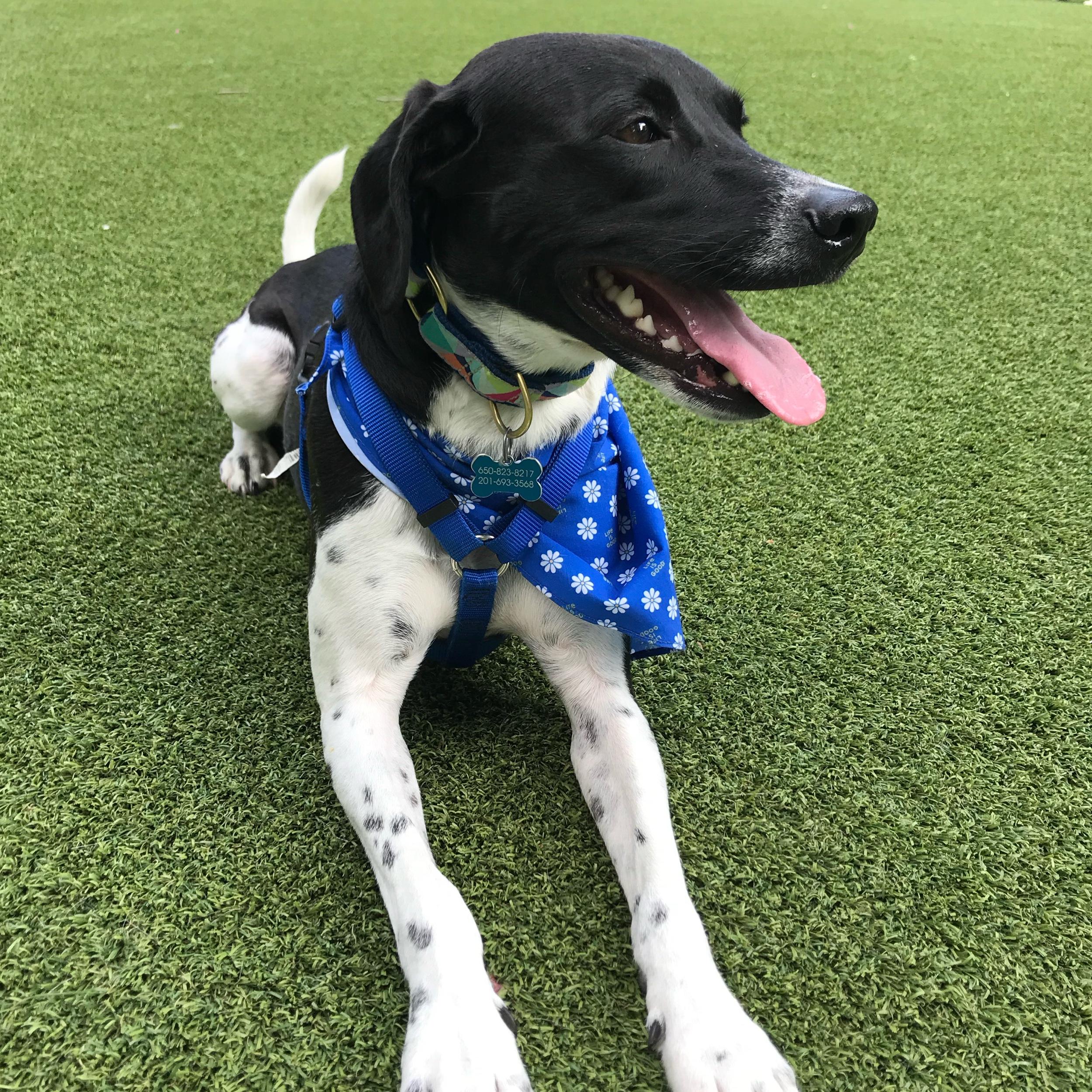 Louie Toy Fund