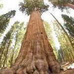 Sequoia National Park