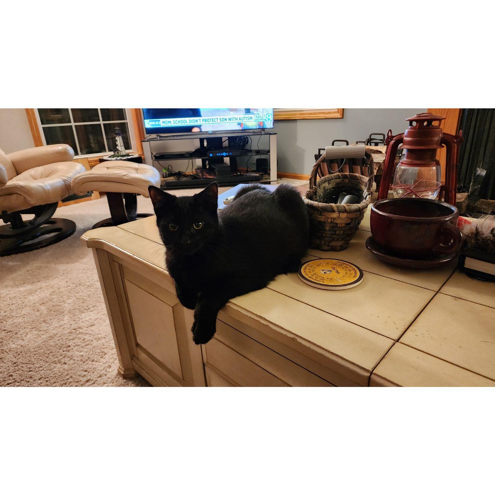 Binx sitting pretty