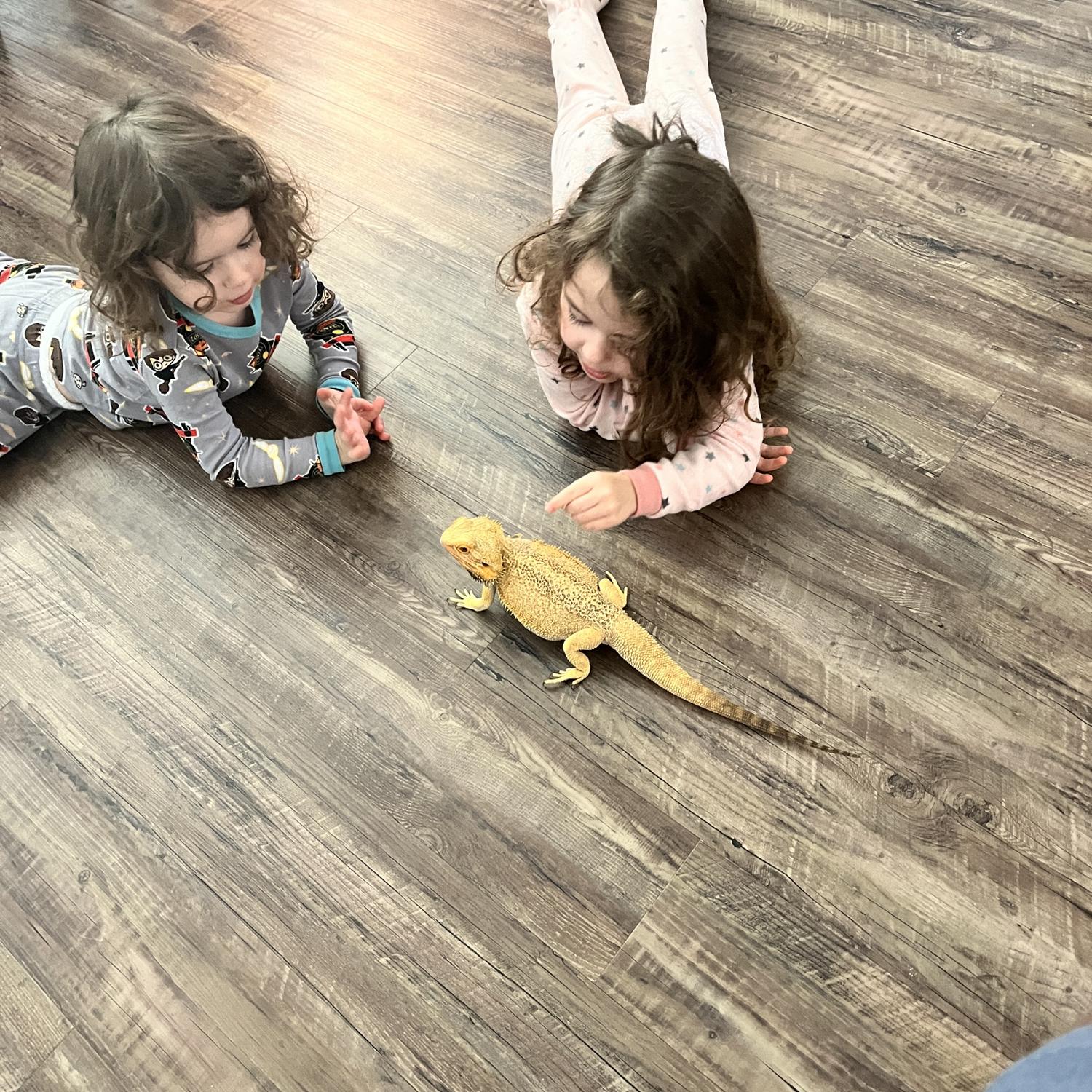 Our three kiddos, meet Icarus! Funny thing he is actually 7 years old, technically Icarus (bearded dragon) es mayor que Luna y Luca.