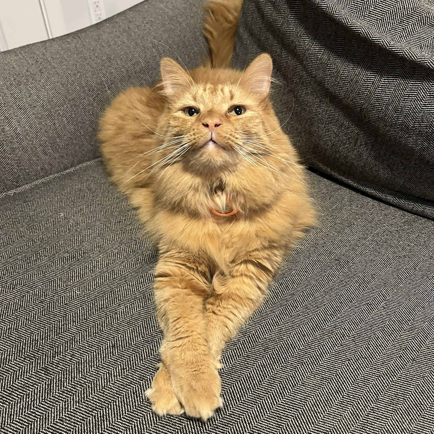 Orange!