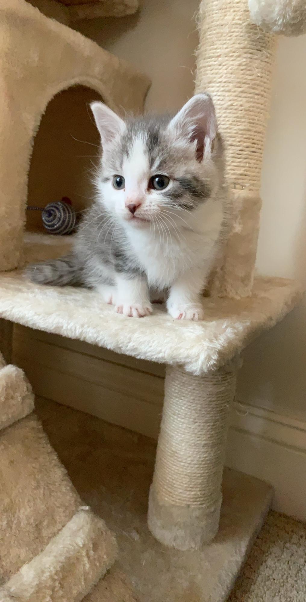 April 12, 2020 - we adopted our second fur baby, Luna!