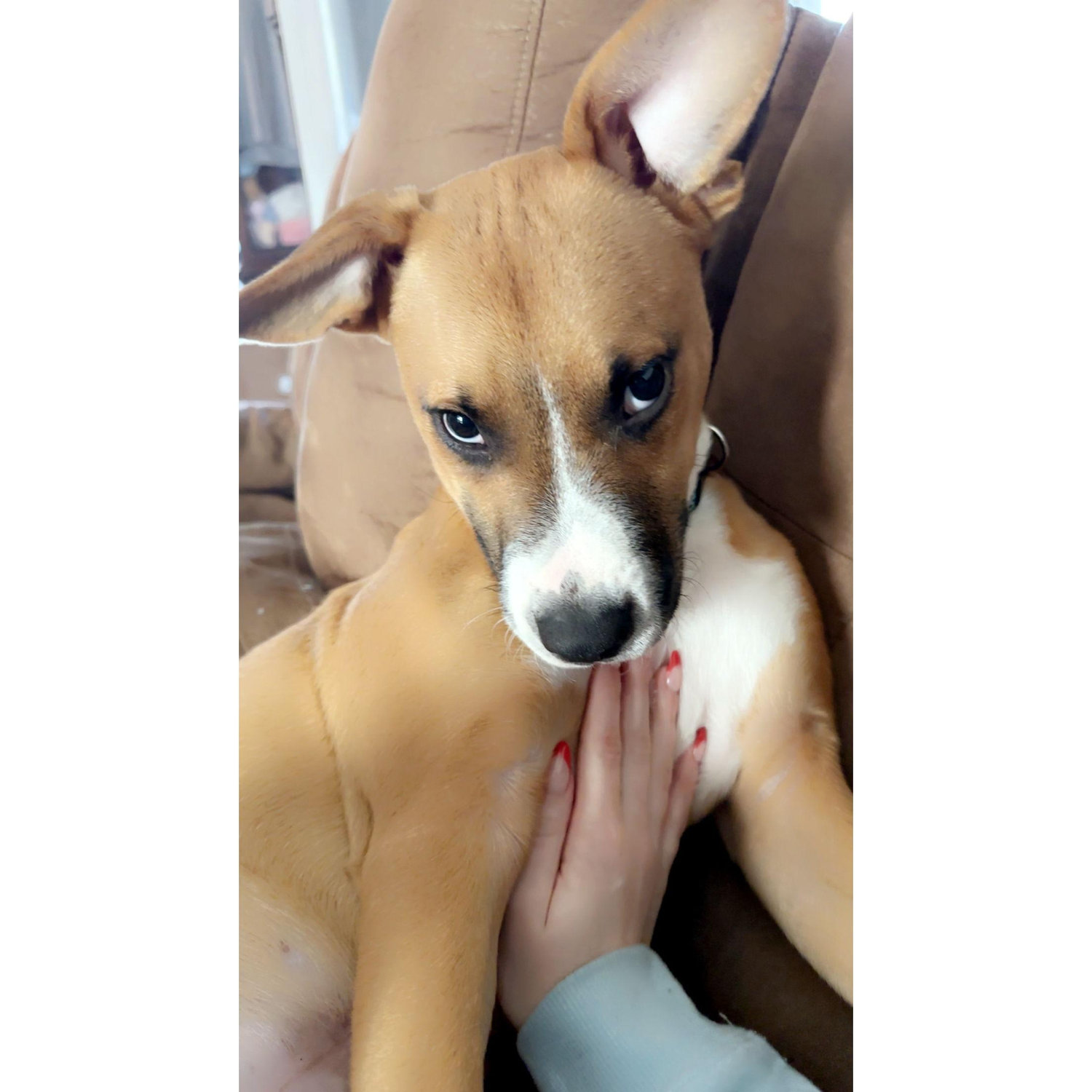 milo aka sassy pants