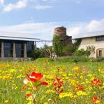 Lady Bird Johnson Wildflower Center