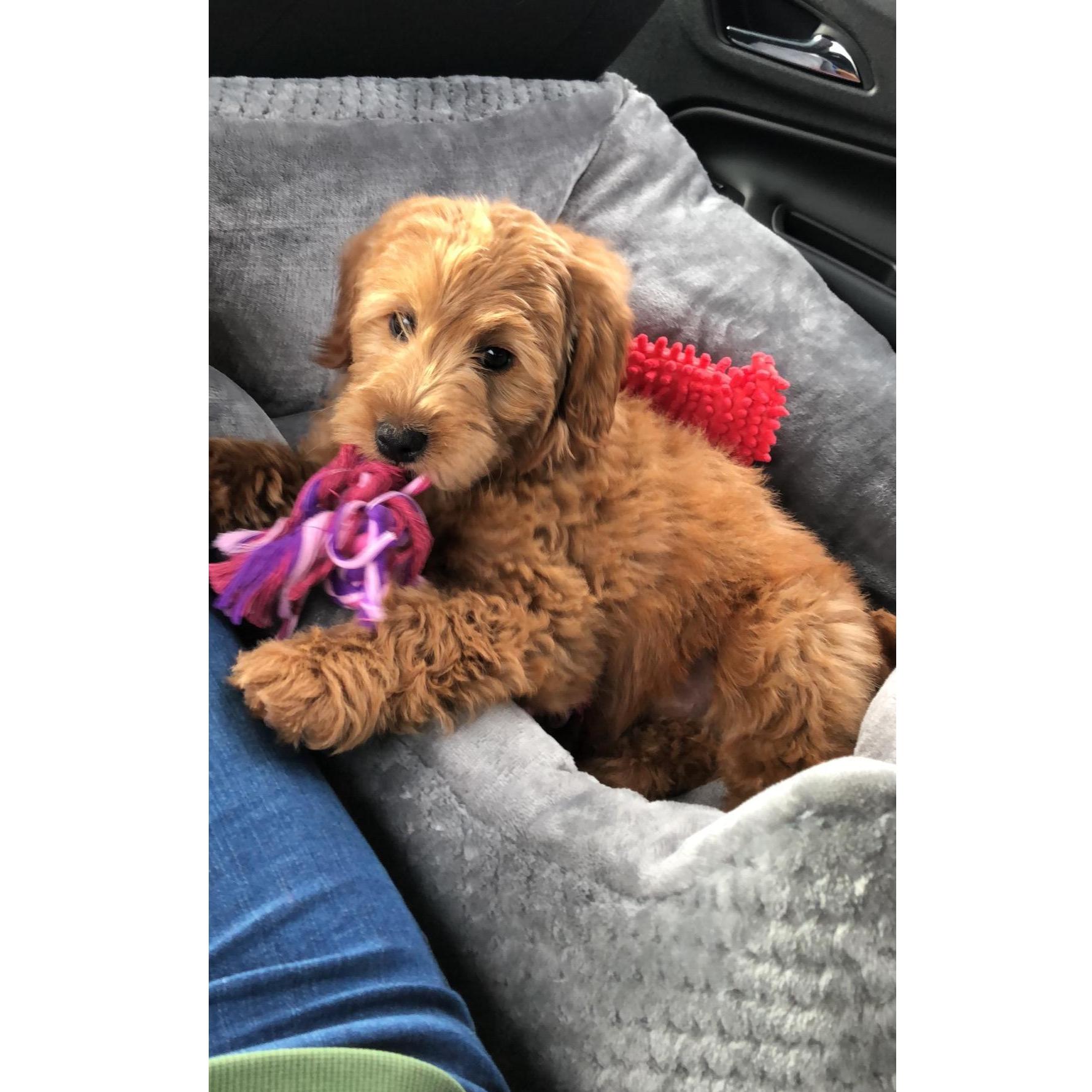Bringing home our little Miley girl.