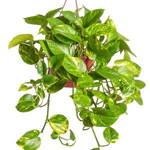 Golden Pothos w/ decorative hanging pot