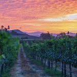 Lorimar Vineyards and Winery