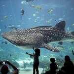 Georgia Aquarium
