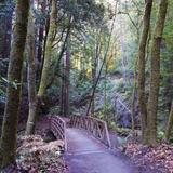 The Forest of Nisene Marks State Park