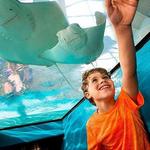 Newport Aquarium