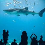 Georgia Aquarium