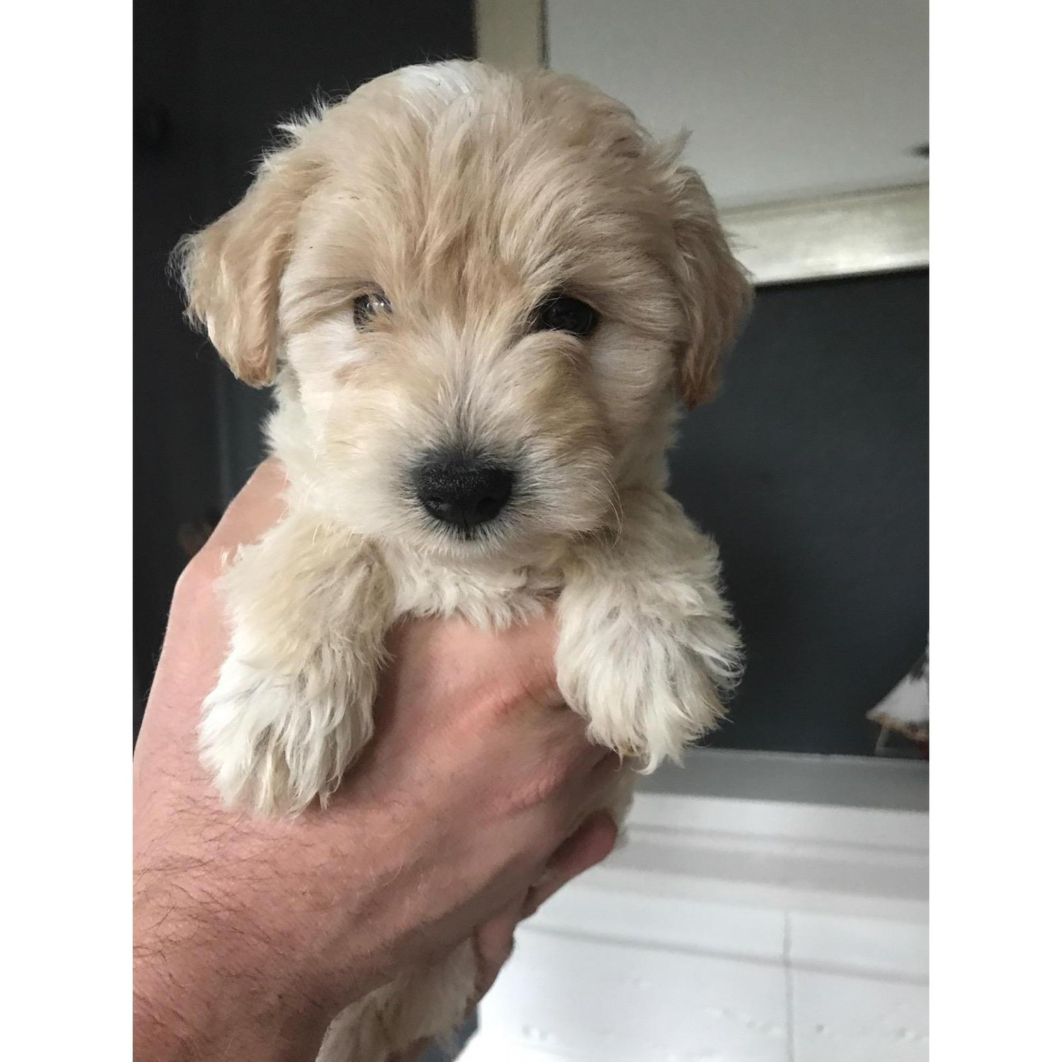 First picture of Scout - Adoption Day August 2017