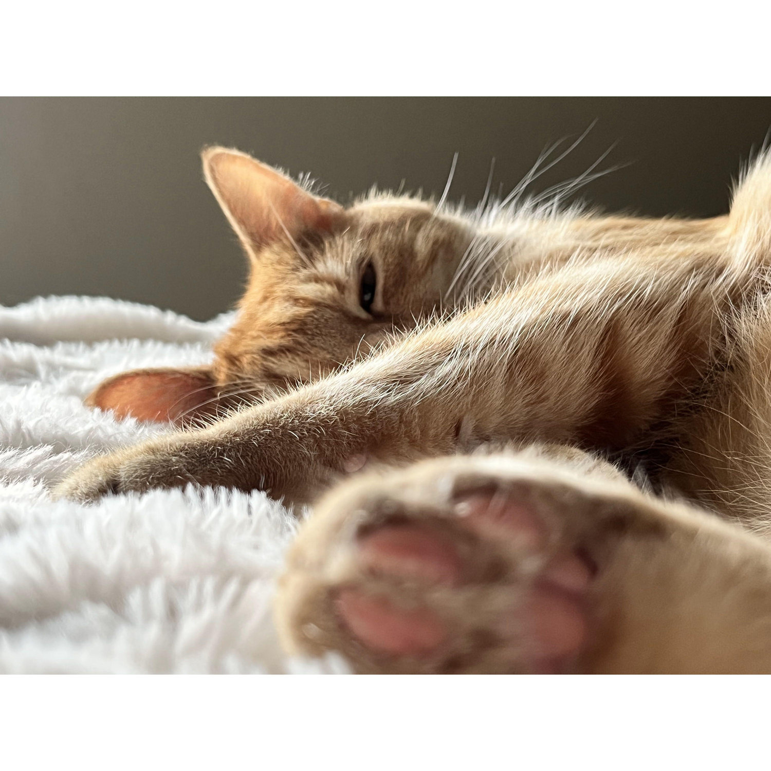 Bucket is sleepy.