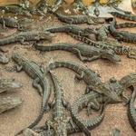 Everglades Alligator Farm