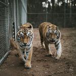 The Catty Shack Ranch Wildlife Sanctuary