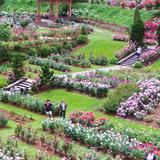 International Rose Test Garden