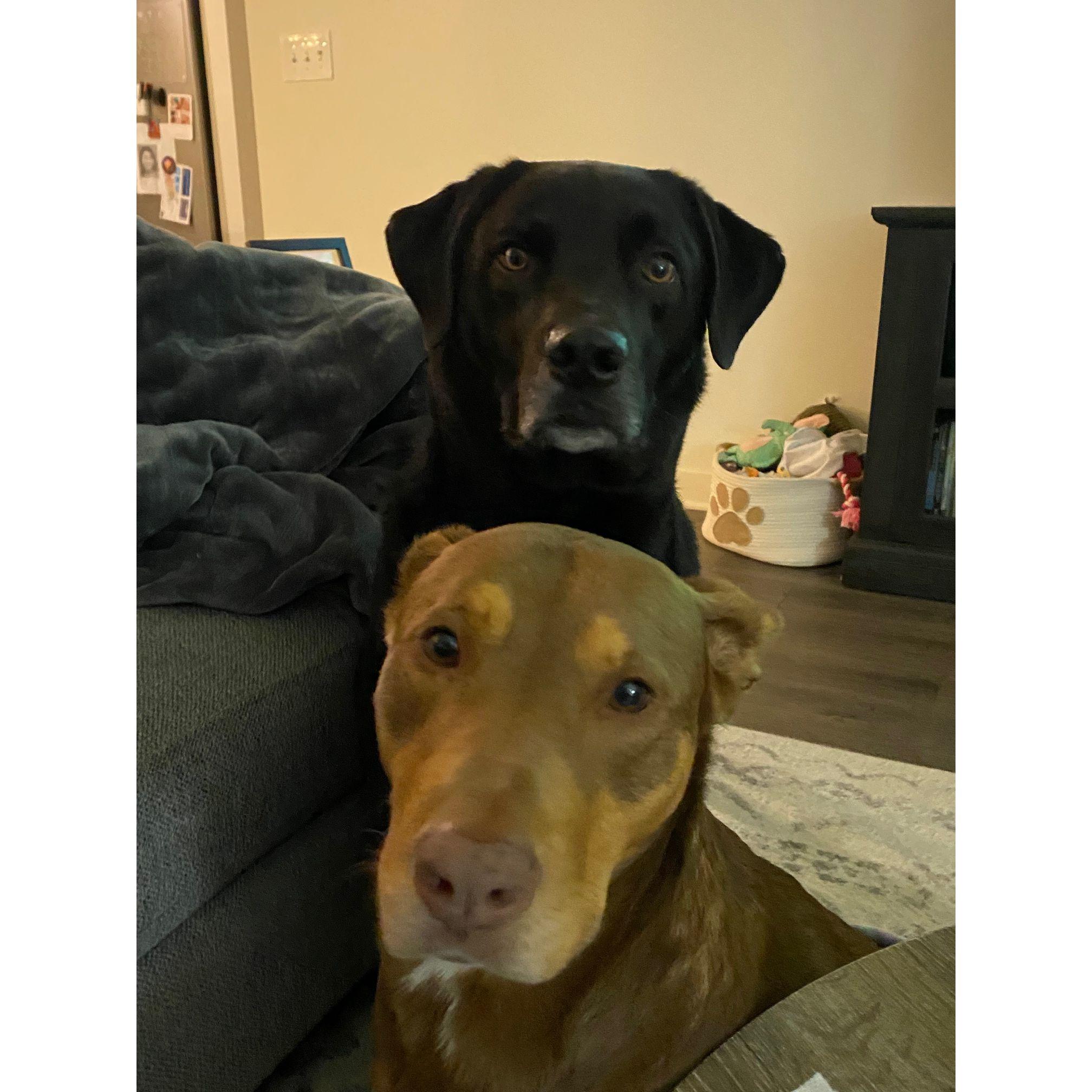 "Hello, can we have some of what you're eating?"